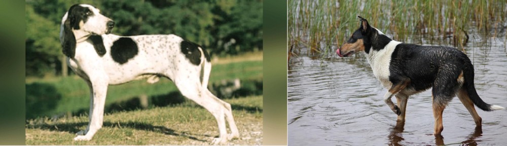 Smooth Collie vs Ariegeois - Breed Comparison