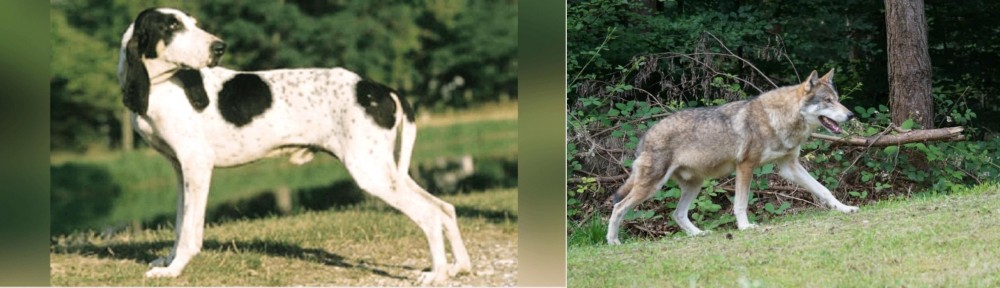 Tamaskan vs Ariegeois - Breed Comparison