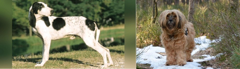 Tibetan Terrier vs Ariegeois - Breed Comparison