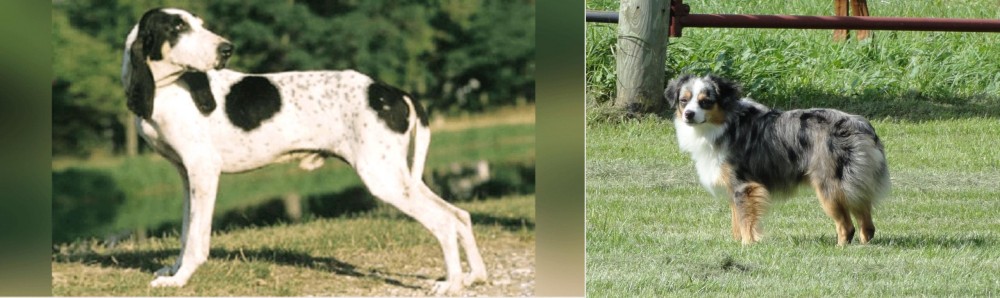 Toy Australian Shepherd vs Ariegeois - Breed Comparison