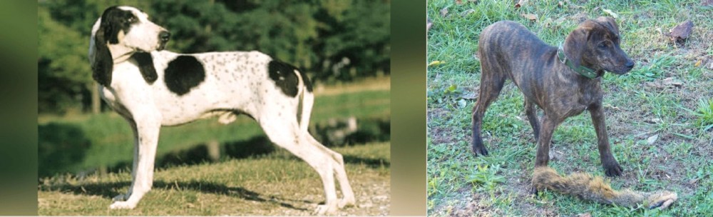 Treeing Cur vs Ariegeois - Breed Comparison