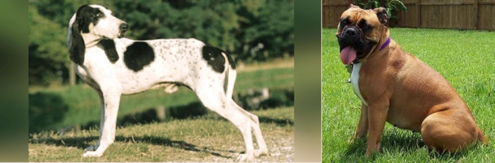 Valley Bulldog vs Ariegeois - Breed Comparison