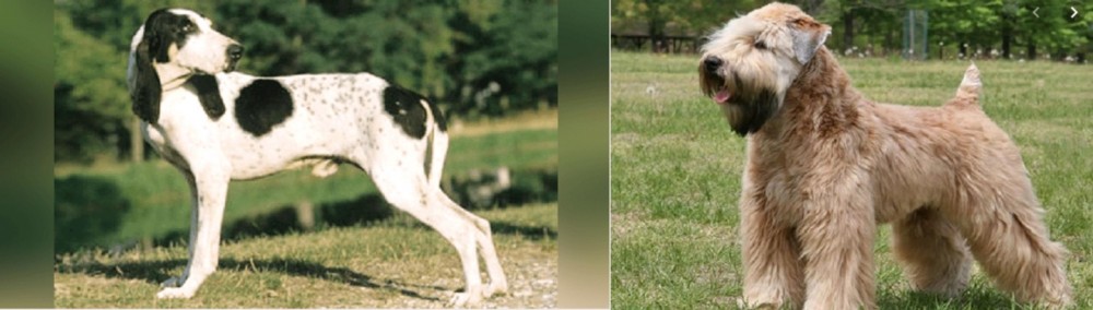 Wheaten Terrier vs Ariegeois - Breed Comparison