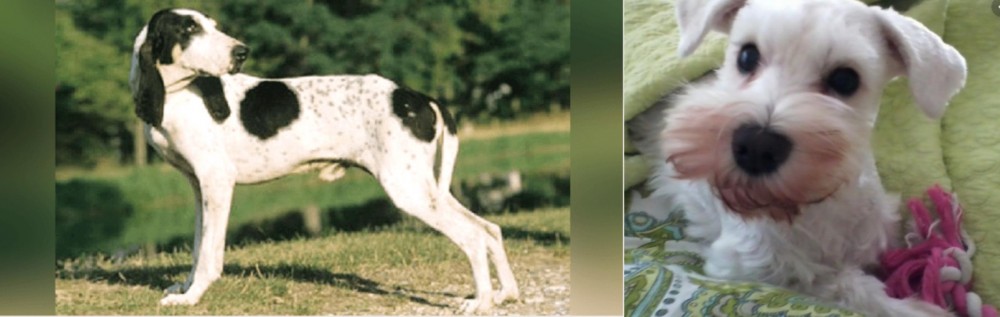 White Schnauzer vs Ariegeois - Breed Comparison