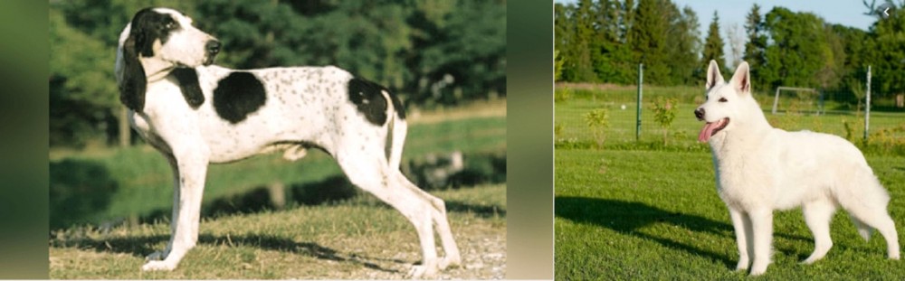 White Shepherd vs Ariegeois - Breed Comparison
