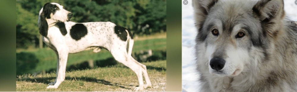 Wolfdog vs Ariegeois - Breed Comparison