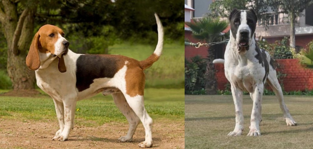 Alangu Mastiff vs Artois Hound - Breed Comparison
