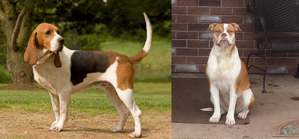 Alapaha Blue Blood Bulldog vs Artois Hound - Breed Comparison