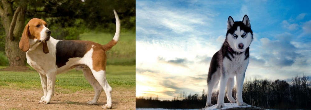 Alaskan Husky vs Artois Hound - Breed Comparison