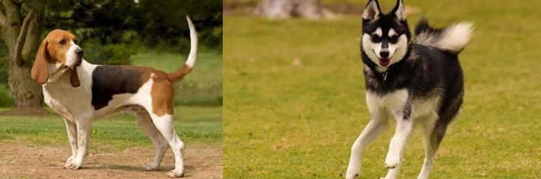 Alaskan Klee Kai vs Artois Hound - Breed Comparison