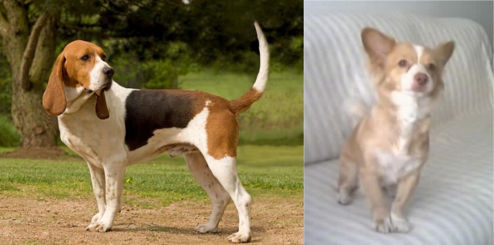 Alopekis vs Artois Hound - Breed Comparison
