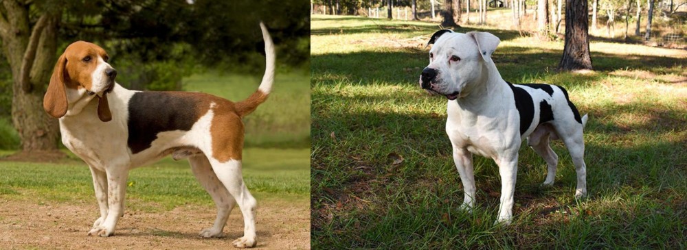 American Bulldog vs Artois Hound - Breed Comparison