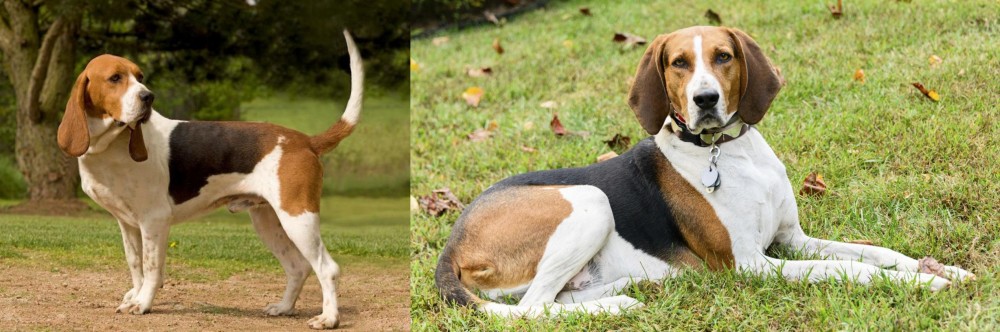 American English Coonhound vs Artois Hound - Breed Comparison