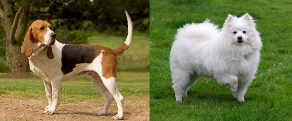 American Eskimo Dog vs Artois Hound - Breed Comparison
