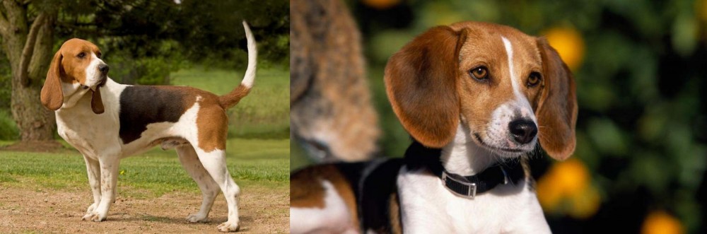 American Foxhound vs Artois Hound - Breed Comparison