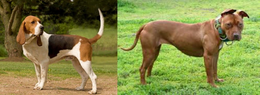 American Pit Bull Terrier vs Artois Hound - Breed Comparison