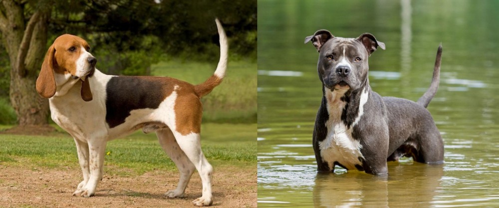 American Staffordshire Terrier vs Artois Hound - Breed Comparison