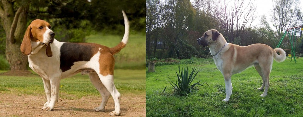 Anatolian Shepherd vs Artois Hound - Breed Comparison