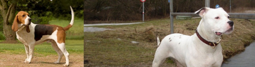 Antebellum Bulldog vs Artois Hound - Breed Comparison