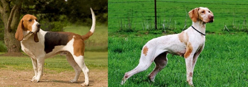 Ariege Pointer vs Artois Hound - Breed Comparison