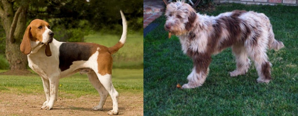 Aussie Doodles vs Artois Hound - Breed Comparison
