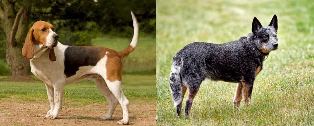 Austrailian Blue Heeler vs Artois Hound - Breed Comparison