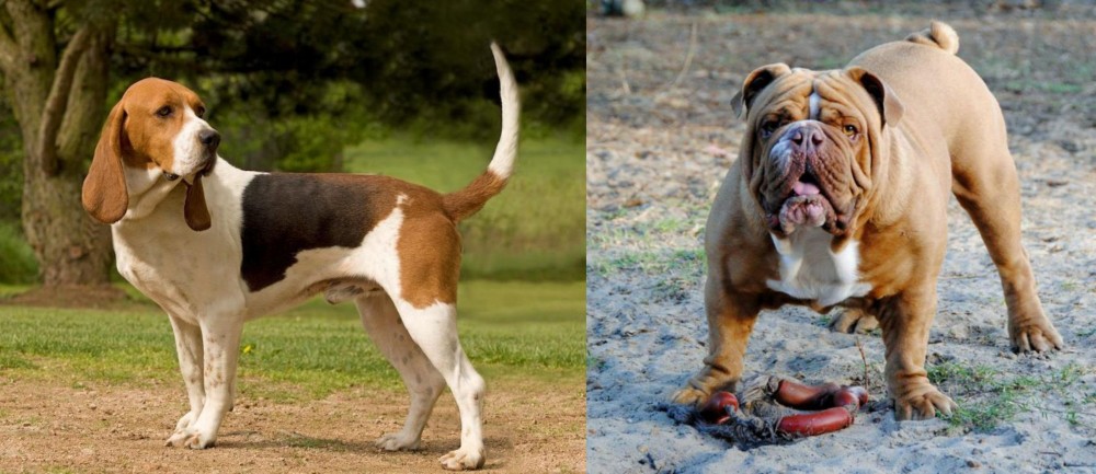 Australian Bulldog vs Artois Hound - Breed Comparison