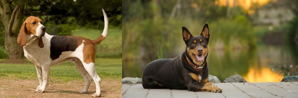 Australian Kelpie vs Artois Hound - Breed Comparison