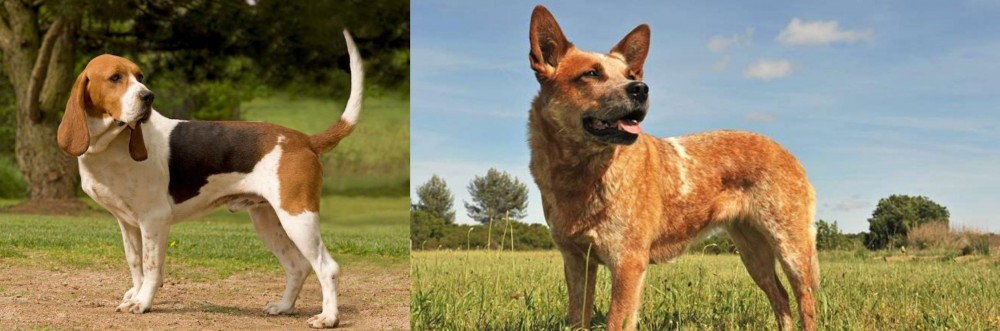 Australian Red Heeler vs Artois Hound - Breed Comparison