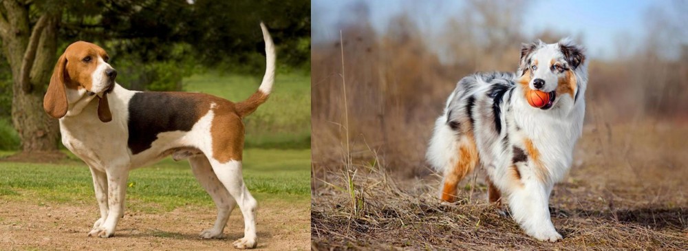Australian Shepherd vs Artois Hound - Breed Comparison