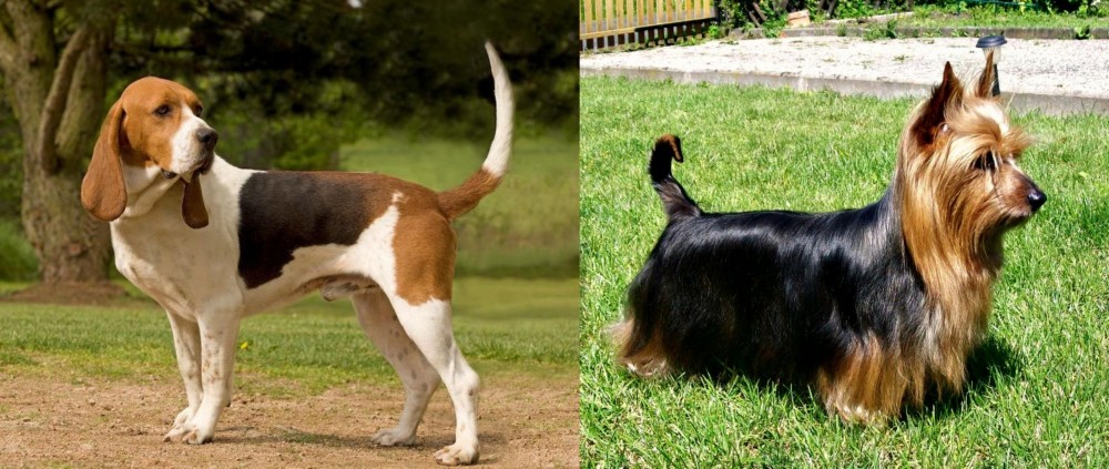 Australian Silky Terrier vs Artois Hound - Breed Comparison