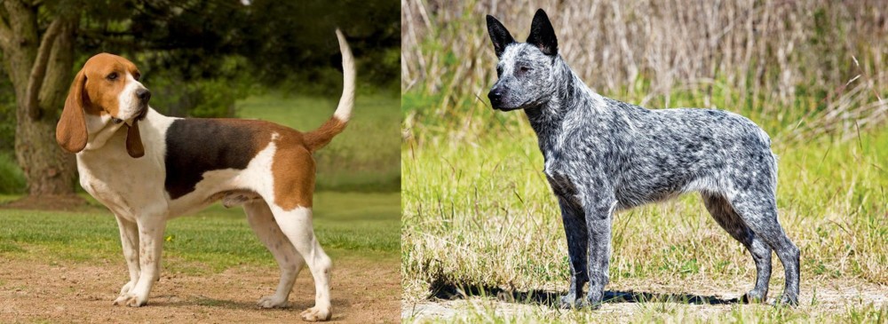 Australian Stumpy Tail Cattle Dog vs Artois Hound - Breed Comparison