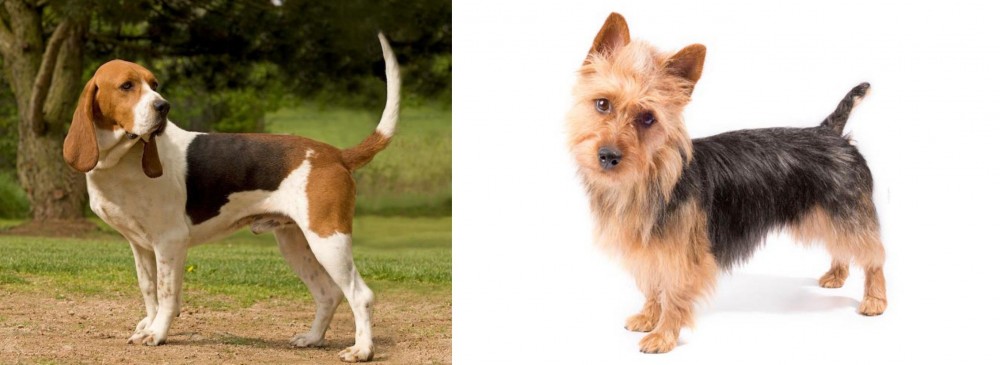 Australian Terrier vs Artois Hound - Breed Comparison