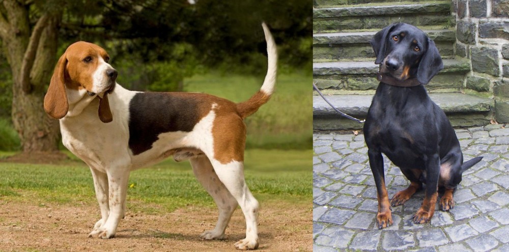 Austrian Black and Tan Hound vs Artois Hound - Breed Comparison