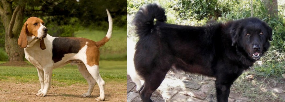 Bakharwal Dog vs Artois Hound - Breed Comparison
