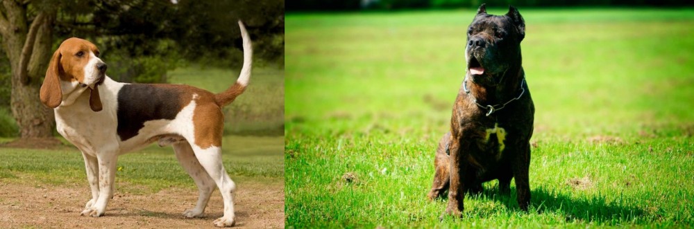 Bandog vs Artois Hound - Breed Comparison