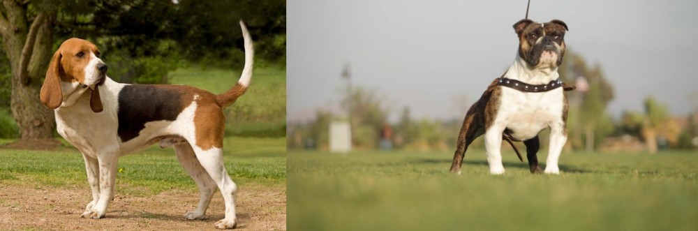 Bantam Bulldog vs Artois Hound - Breed Comparison