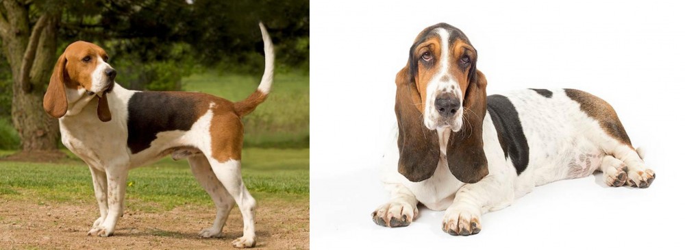Basset Hound vs Artois Hound - Breed Comparison