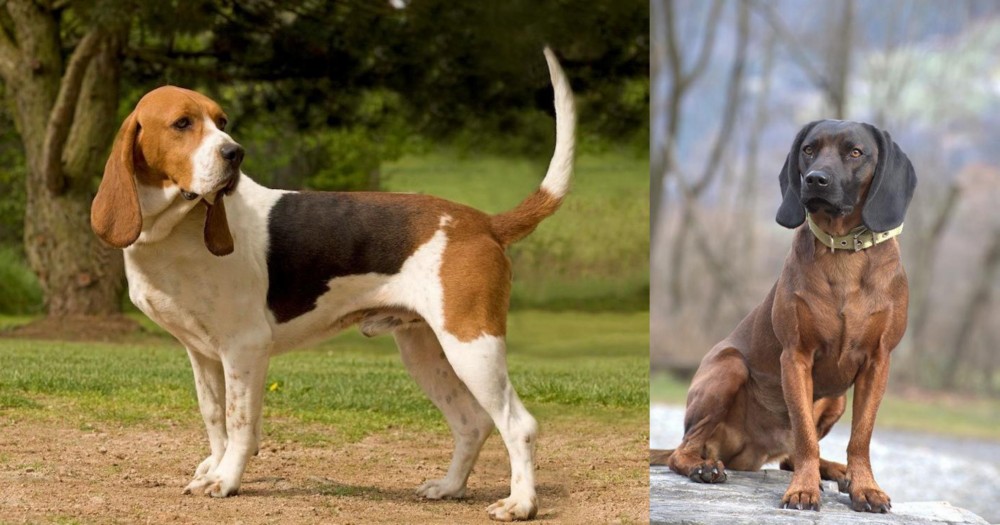 Bavarian Mountain Hound vs Artois Hound - Breed Comparison