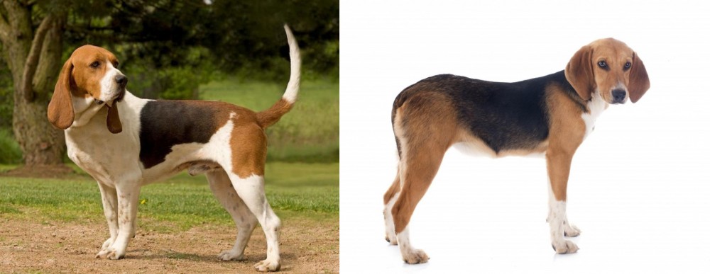 Beagle-Harrier vs Artois Hound - Breed Comparison