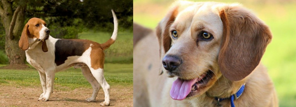 Beago vs Artois Hound - Breed Comparison