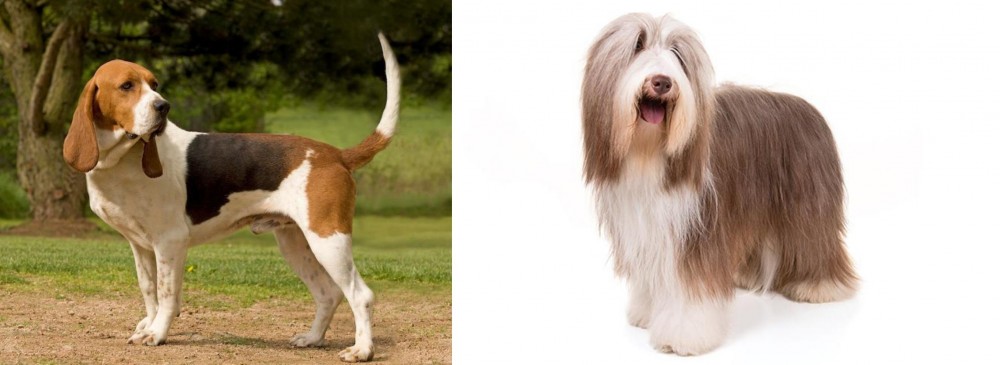 Bearded Collie vs Artois Hound - Breed Comparison