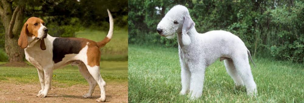 Bedlington Terrier vs Artois Hound - Breed Comparison
