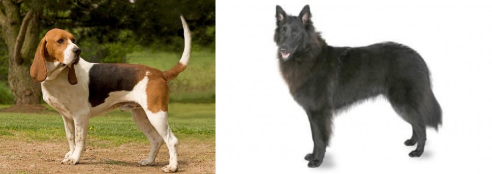 Belgian Shepherd vs Artois Hound - Breed Comparison