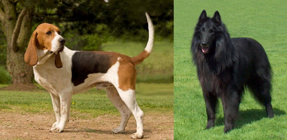 Belgian Shepherd Dog (Groenendael) vs Artois Hound - Breed Comparison