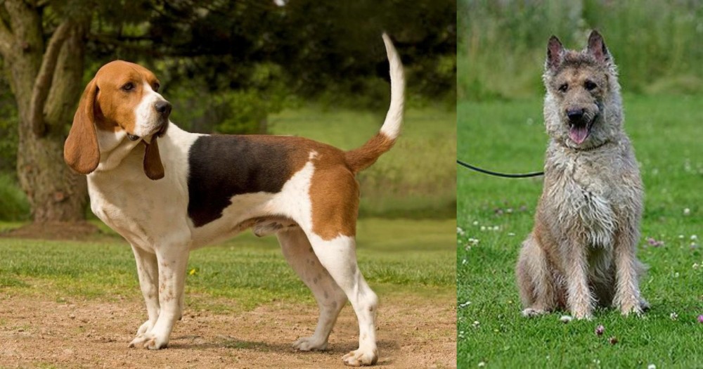 Belgian Shepherd Dog (Laekenois) vs Artois Hound - Breed Comparison