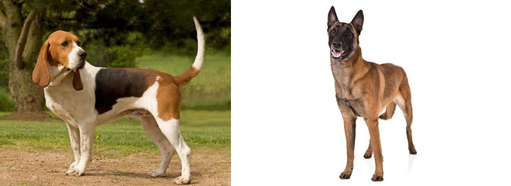 Belgian Shepherd Dog (Malinois) vs Artois Hound - Breed Comparison