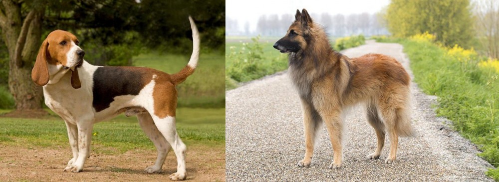 Belgian Shepherd Dog (Tervuren) vs Artois Hound - Breed Comparison
