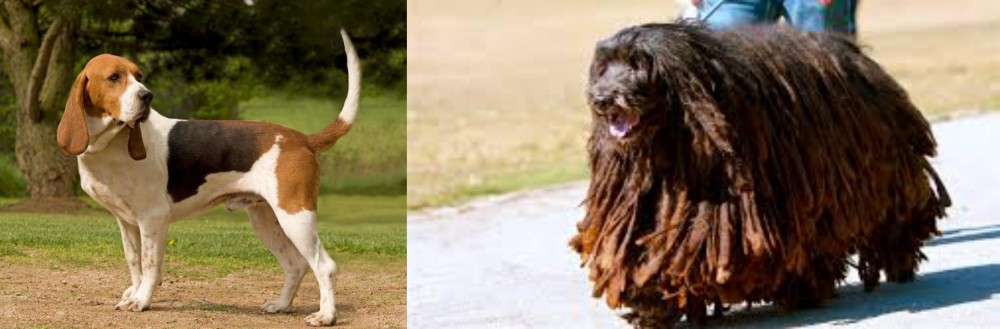 Bergamasco vs Artois Hound - Breed Comparison