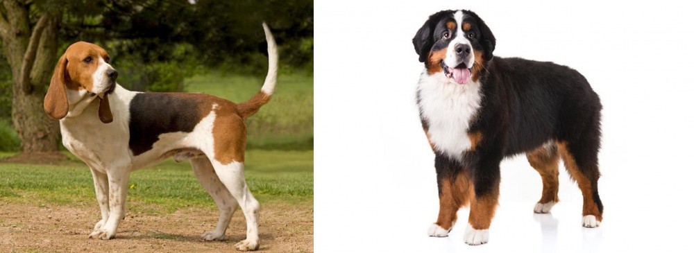 Bernese Mountain Dog vs Artois Hound - Breed Comparison